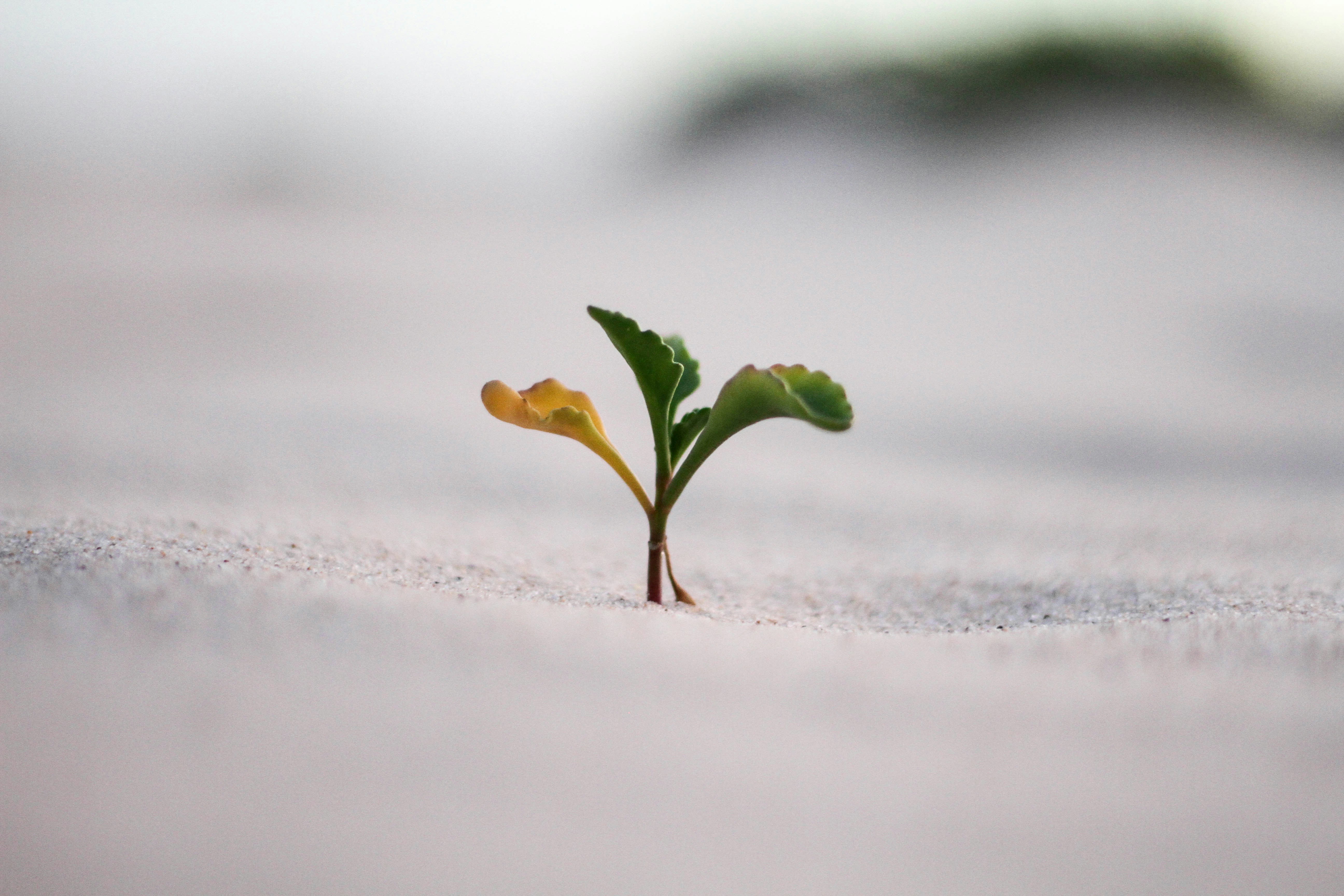 Growth & Skills